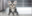 angelinecattery.com favicon